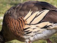 Plumed Whistling Duck (Breast & Body) - pic by Nigel Key